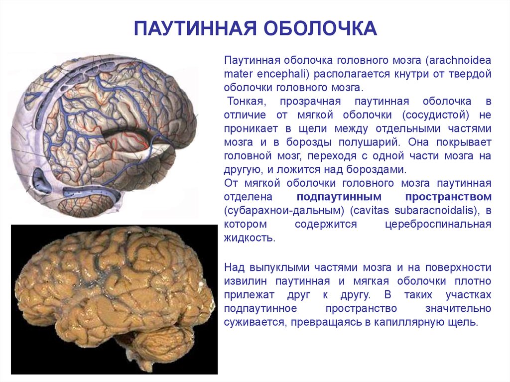 Твердый мозг. Паутинная оболочка головного мозга. Паутинная оболочка головного мозга анатомия. Оболочки головного мозга твердая паутинная и мягкая. Паутинная оболочка головного мозга расположена.