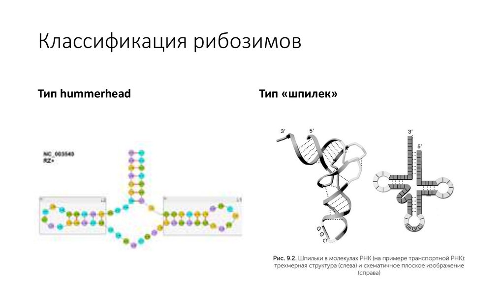 Каталитическая рнк. Ферментативная активность РНК. Рибозимы.. Рибозимы биохимия. Каталитическая активность РНК. Рибозимы структура.