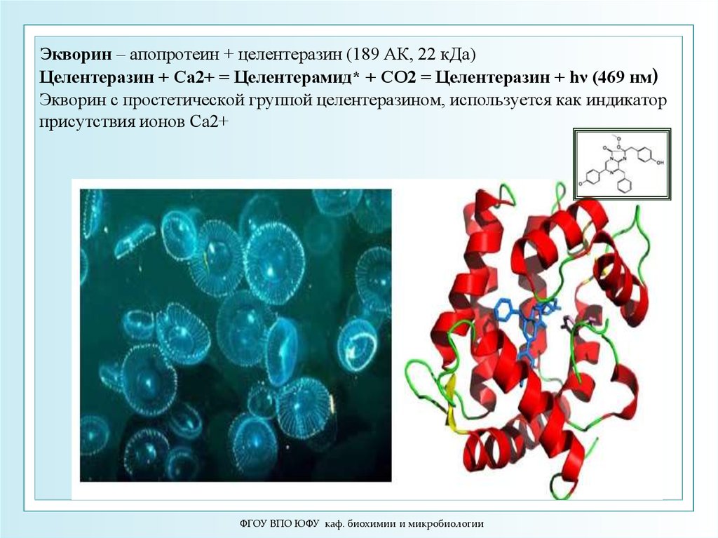 Биохимия и микробиология. Целентеразин. Экворин белок. Экворин медузы. Микробиология и биохимия.