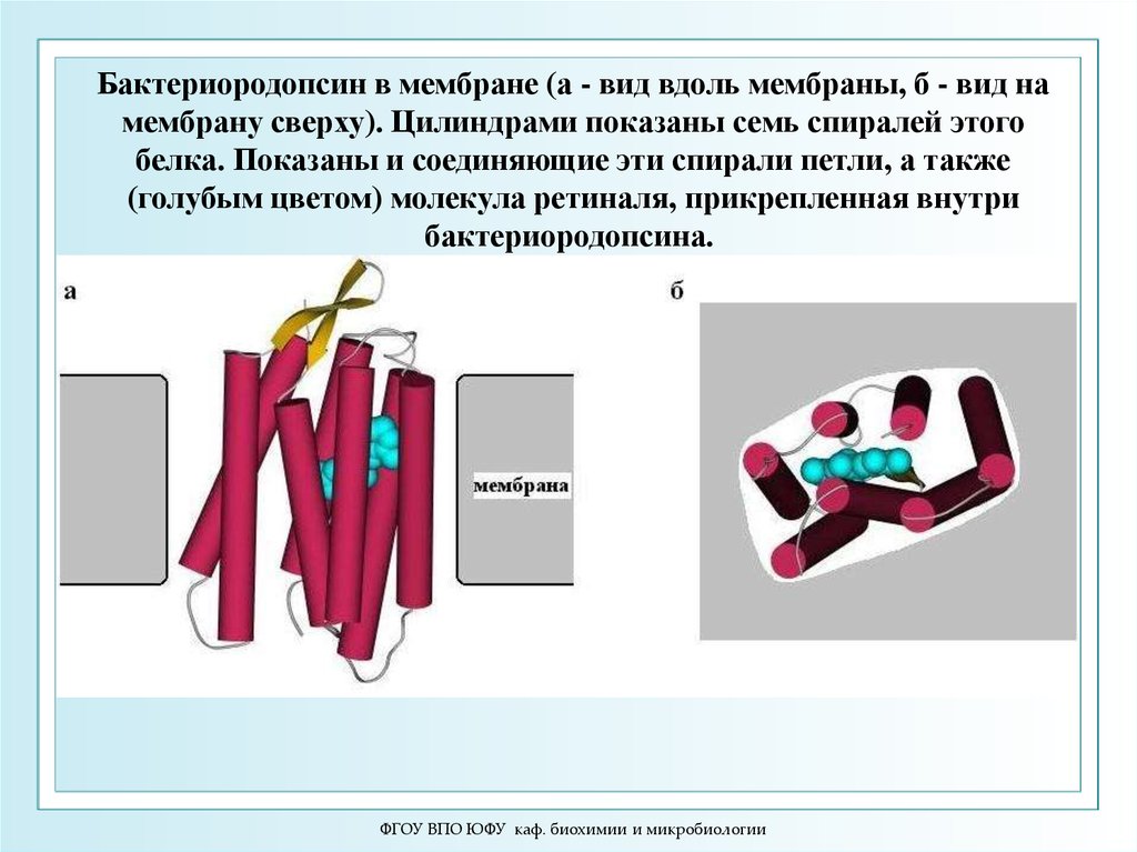 Вдоль видов. Бактериородопсин. Бактериородопсин функции. Структура белка бактериородопсина. Бактериородопсин ретиналь.