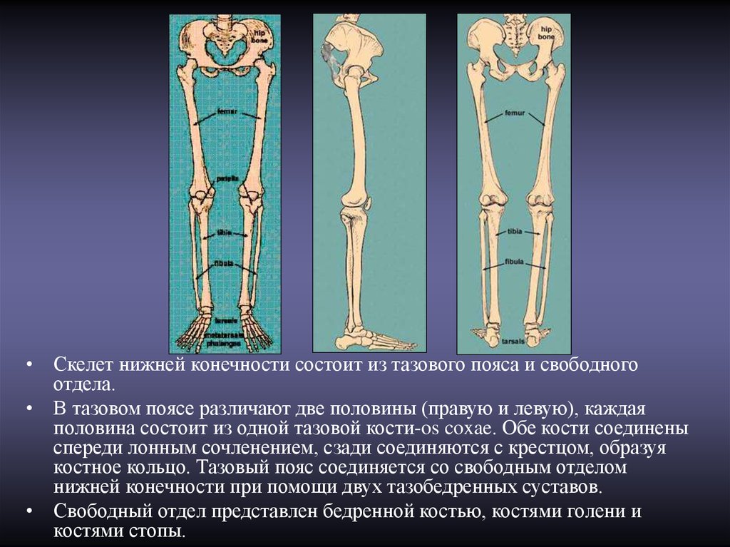 Тема скелет конечностей. Скелет скелет нижних конечностей. Кости скелета пояса нижних конечностей. Скелет тазового пояса. Скелет кости нижней конечности скелет.