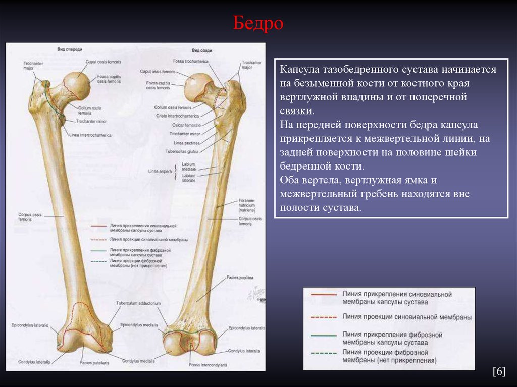 Сколько костей в бедре. Анатомия тазобедренного сустава кости. Бедренная кость анатомия. Строение бедренной кости рентген.
