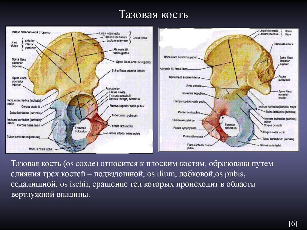 Три тазовые кости. Кости таза анатомия латинский. Рентгеноанатомия подвздошной кости. Строение таза анатомия на латинском. Тазовая кость анатомия медунивер.