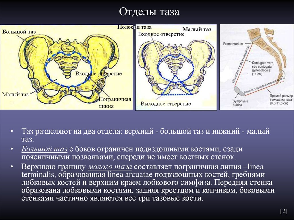 Подвздошной кости 2