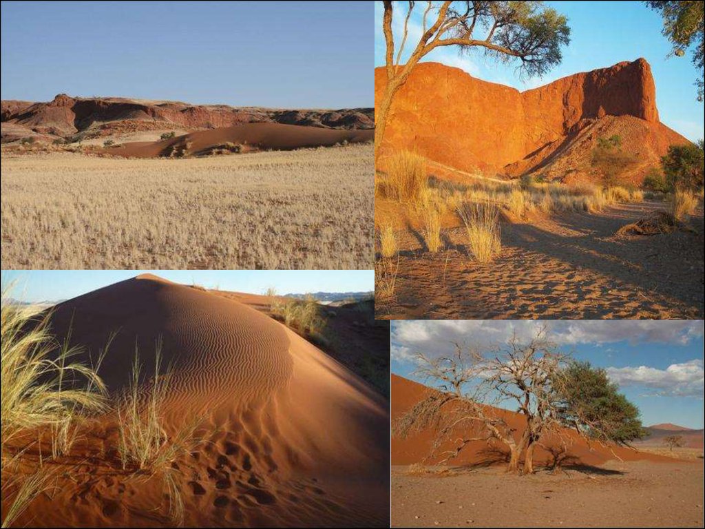 Климат субтропических пустынь. Пустыни и полупустыни тропического пояса. Тропические полупустыни Австралии. Тропические пустыни и полупустыни Австралии. Пустыни и полупустыни субтропического пояса.