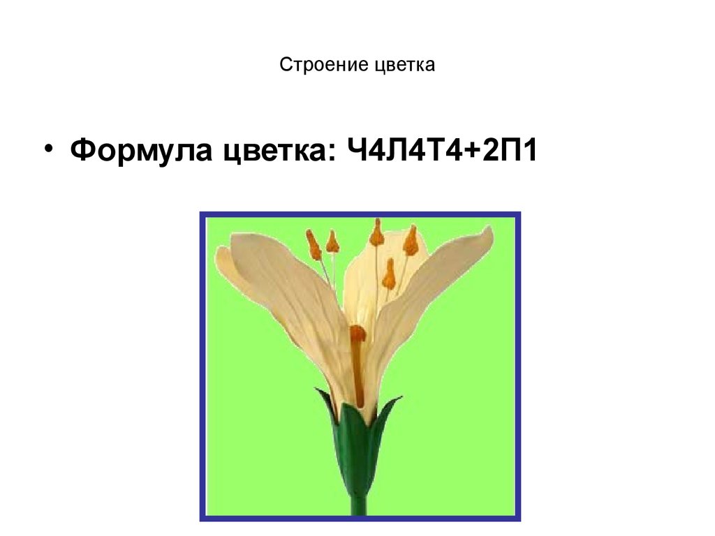 Строение цветка формула. Формула цветка ч4л4т4+2п1. Формула цветка ч4л4т4+2п1 характерно для семейства:. Формула цветка ч4л4т4+2п1 характерна для. О формуле цветка крестоцветных ( ч4 л4 т4+2 п1)..