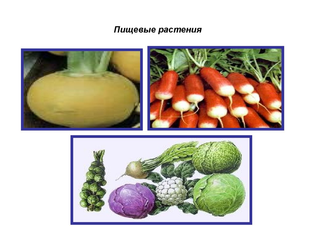 Крестоцветные овощи перечень. Крестоцветные пищевые. Пищевые декоративные растения. Известные пищевые растения. Питательные растения.