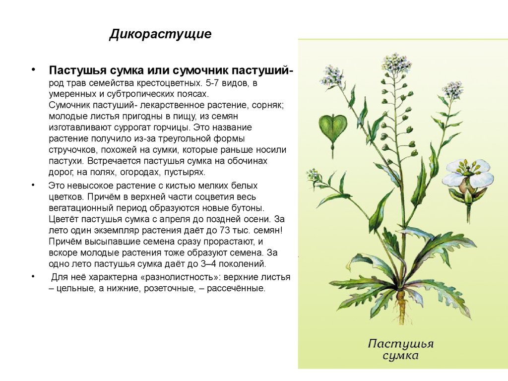 Пастушья сумка трава для чего применяется фото и описание