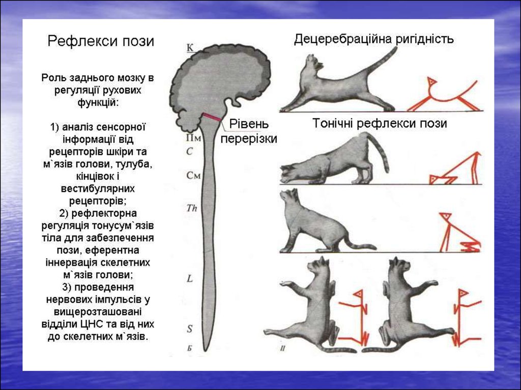 Рефлексы промежуточного мозга человека