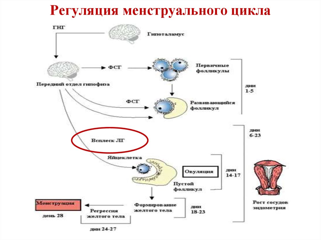 Схема репродуктивной системы