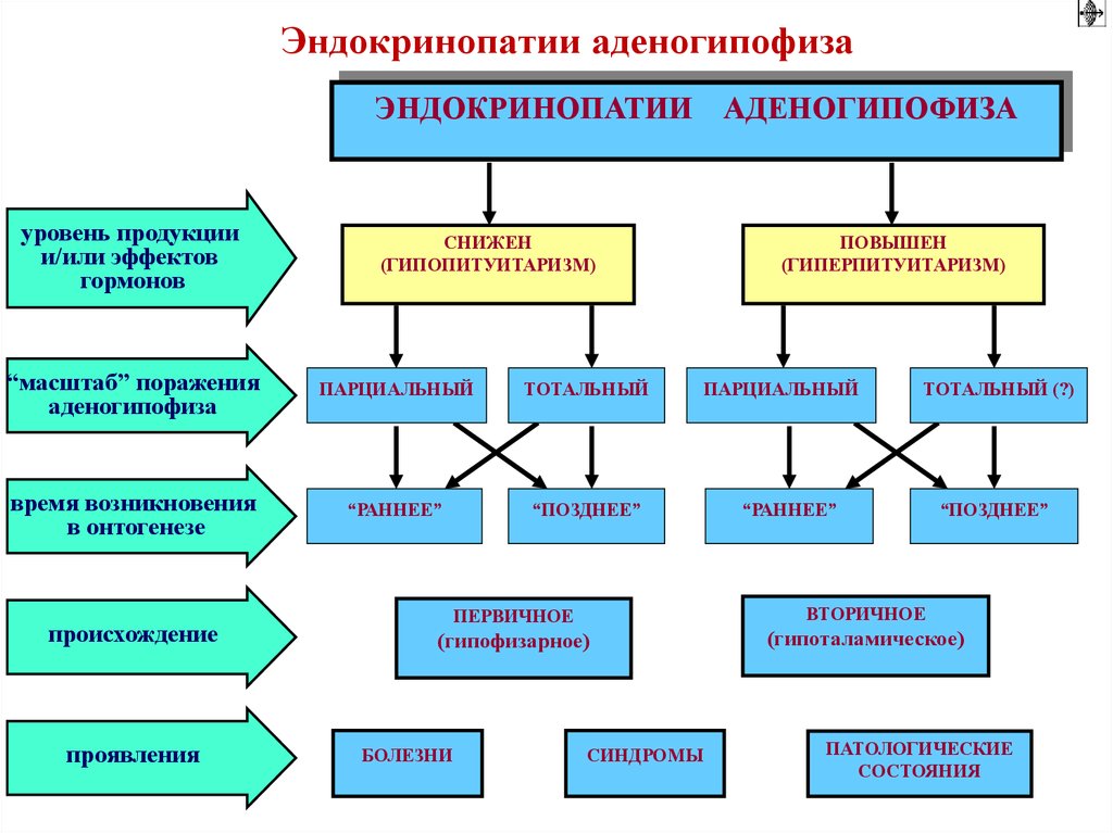 Эндокринопатия это простыми словами. Классификация эндокринопатий. Классификация эндокринопатий патофизиология. Первичные эндокринопатии. Механизмы эндокринопатий.