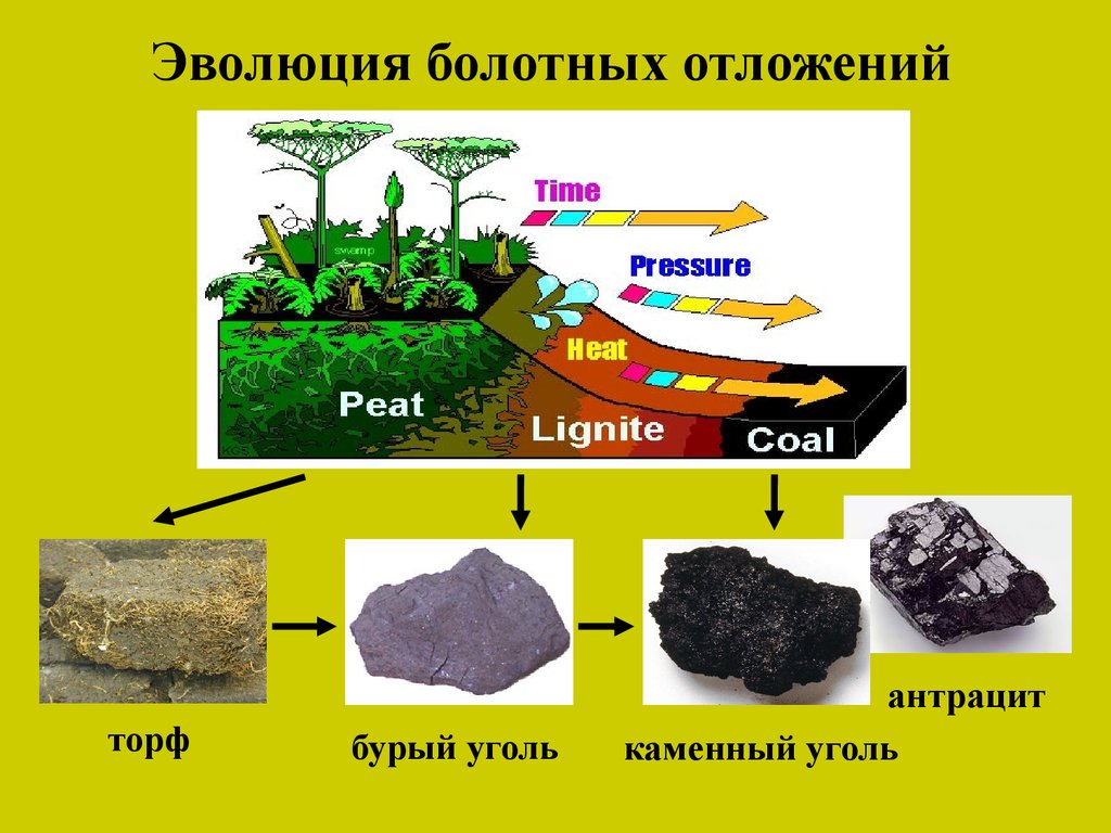 Каменный уголь условия. Схема образования угля. Торф каменный уголь антрацит. Образование каменного угля. Формирование каменного угля.