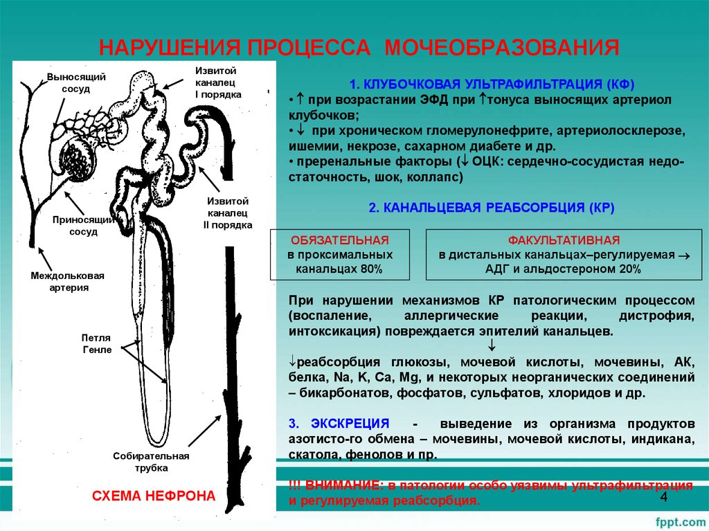 Регуляция мочеобразования схема