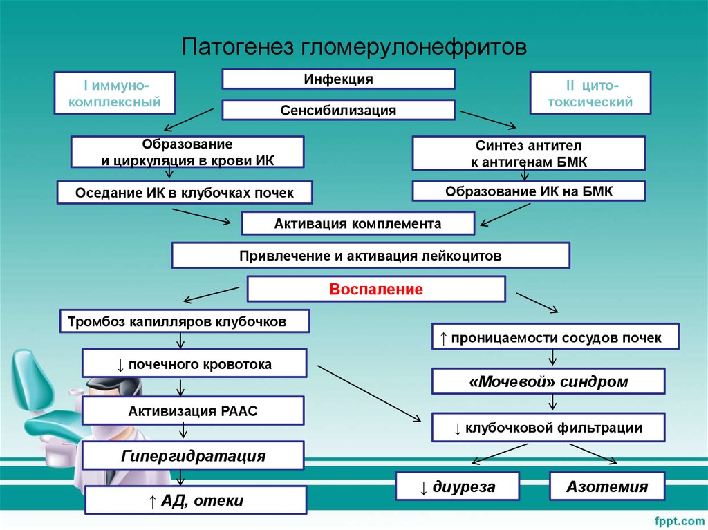 Пиелонефрит презентация патофизиология