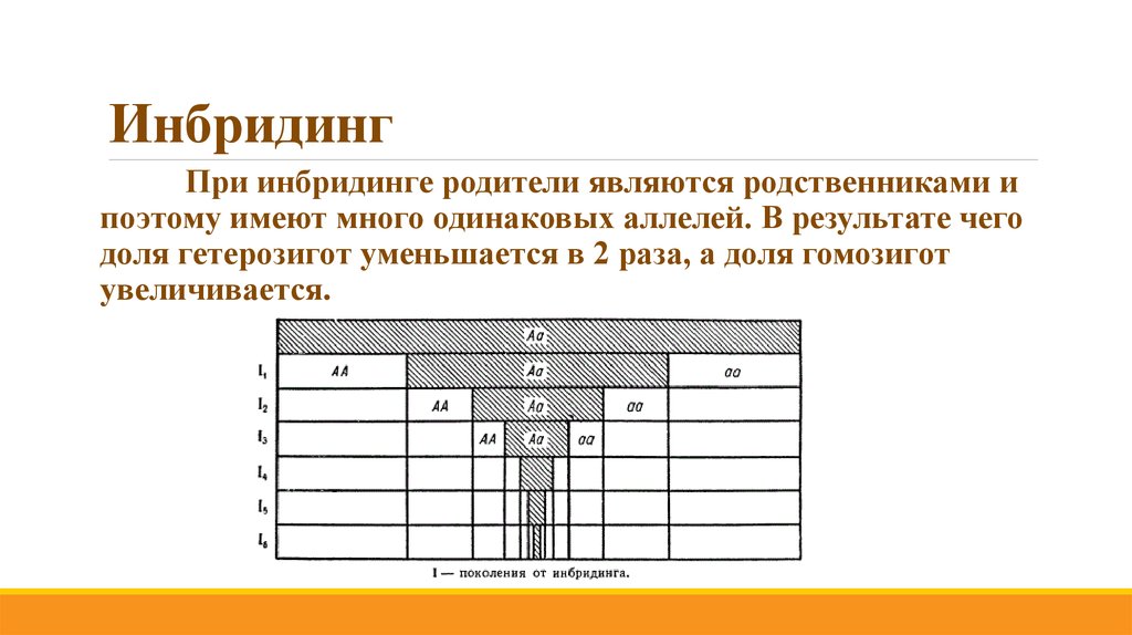 Инбредная депрессия. Инбридинг. Схемы степени инбридинга. Инбридинг животных таблица. Инбридинг примеры.