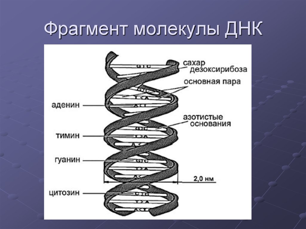 Молекулы днк составляет. Схема строения молекулы ДНК. Нарисуйте схему строения ДНК. Молекула ДНК схема. Схема фрагмента молекулы ДНК.