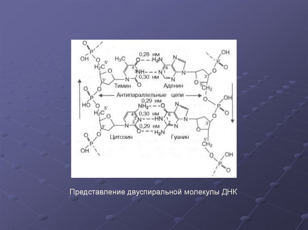 Молекулы днк цитозин. Аденин и гуанин в цепи. Связывание лекарственного препарата с биомолекулой. Связывание аденина и Тимина. Дегидроаскорбатредуктаза Связывание.