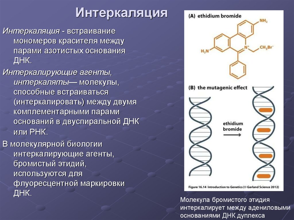 Азотистые основания молекулы днк. Интеркалирующие агенты ДНК. Интеркаляция ДНК. Схема интеркаляции. Интеркалирующие красители.