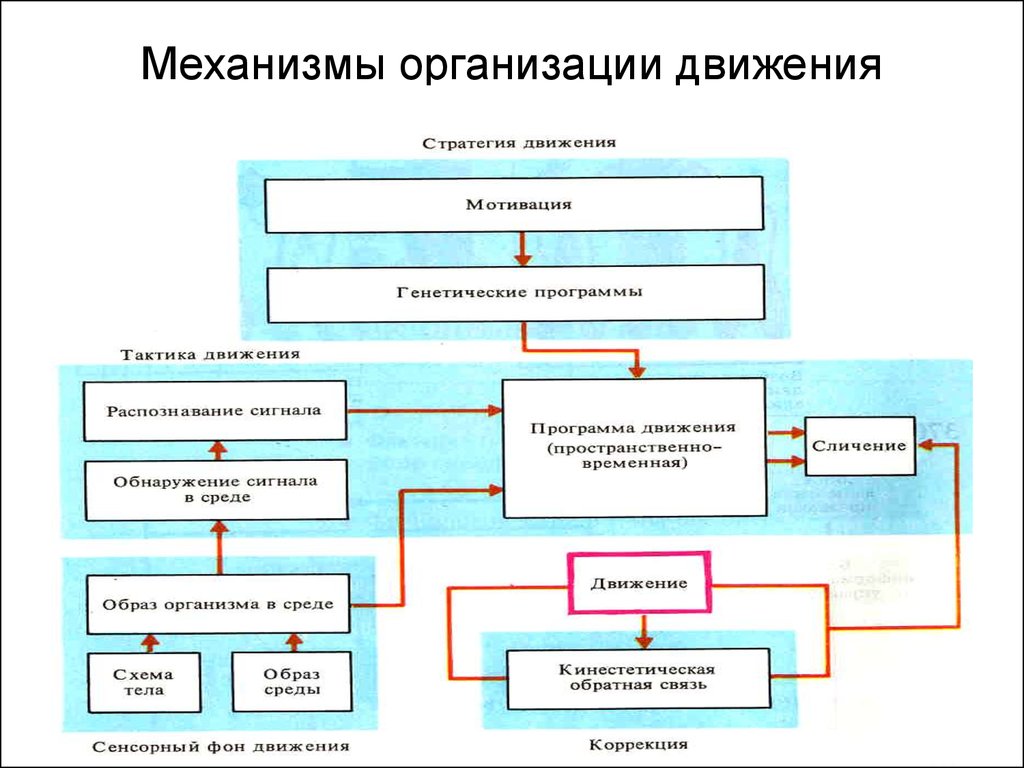 Уровни организации движений схема