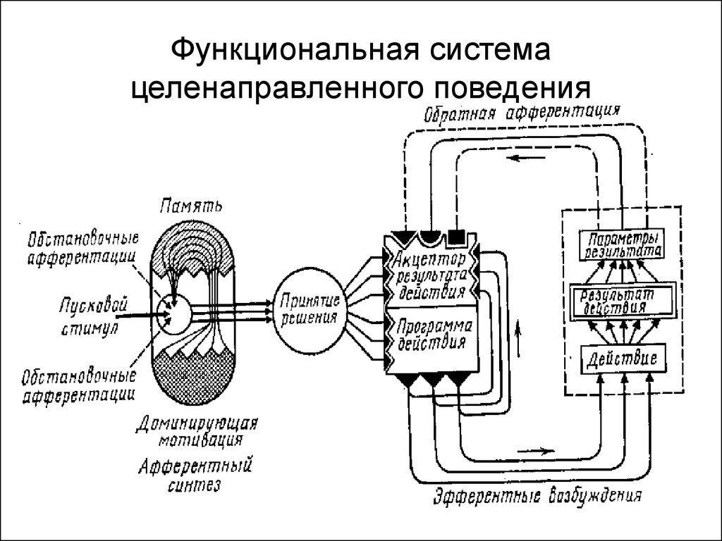 Общая схема функциональной системы по анохину