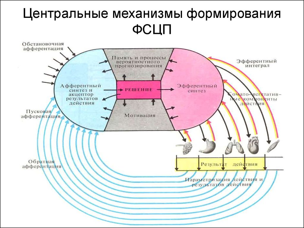 Механизм формирования. Целенаправленное поведение физиология. Механизмы формирования и развития. Электротоническая теория памяти. Создание механизмов.