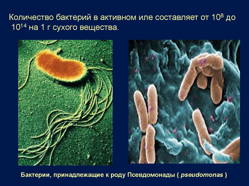 Активный ил. Бактерии активного ила. Микроорганизмы в иле. Бактерии аутивного мла. Бактерии и микроорганизмы в активном иле.