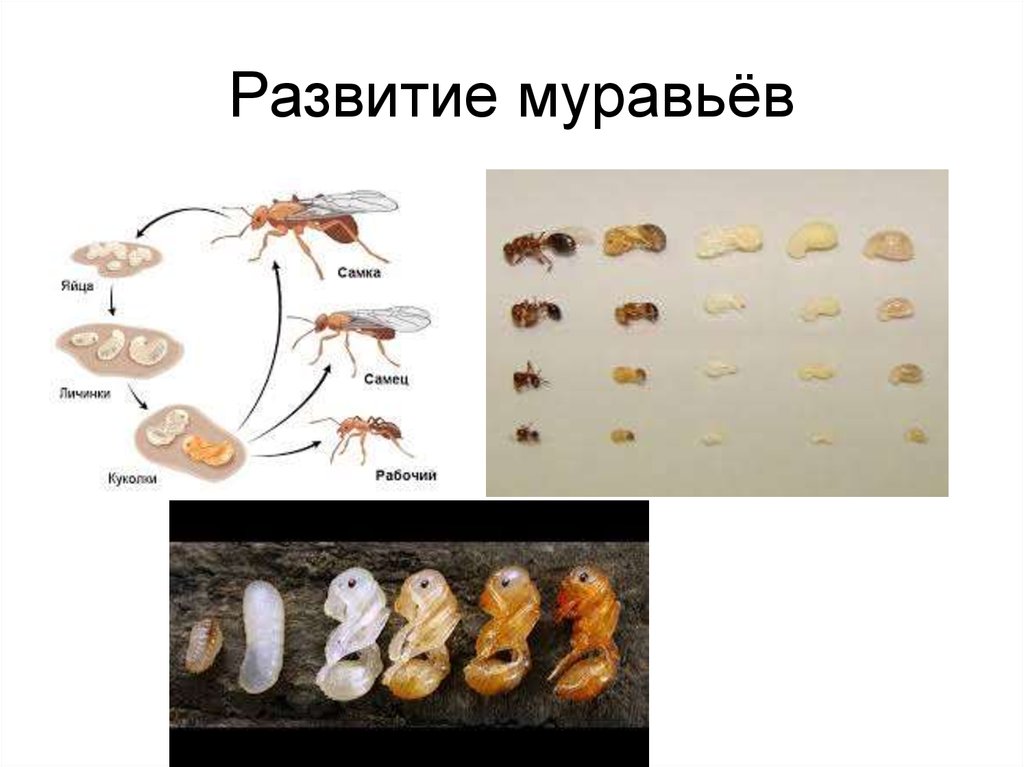 Какой тип развития характерен для муравья