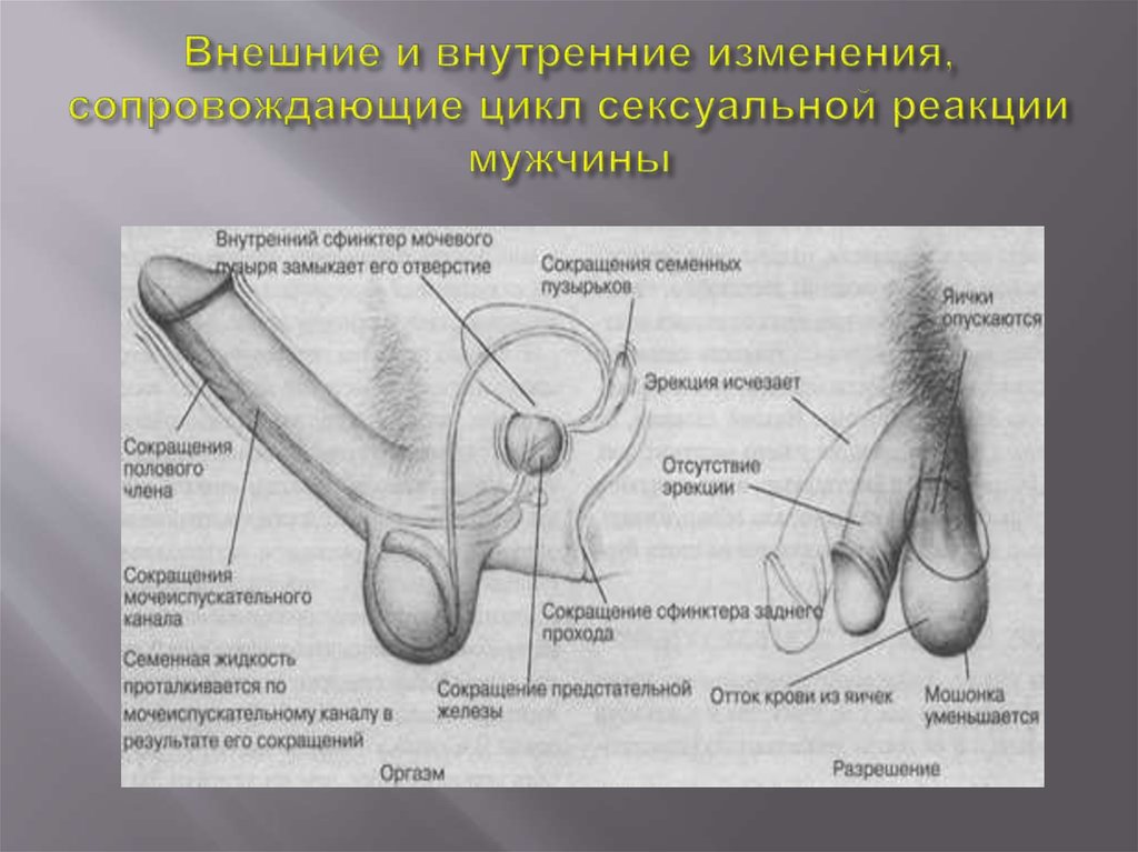 Хочу не могу: что влияет на сексуальное возбуждение