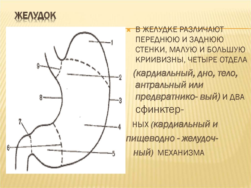 Отделы живота. Скелетотопия желудка схема. Переднюю стенку желудка. Передние и задние стенки желудка. Передняя стенка желудка анатомия.