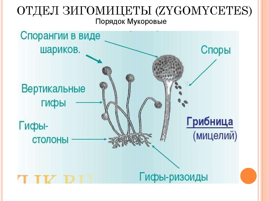 Таблица мукор. Строение мицелия зигомицетов. Царства грибов Зигомицеты. Зигомицеты это низшие грибы. Спорангии зигомицетов.