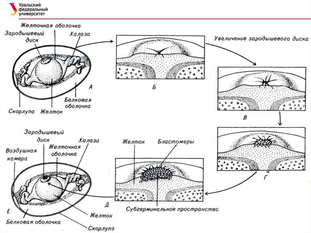 Эмбриогенез птиц схема