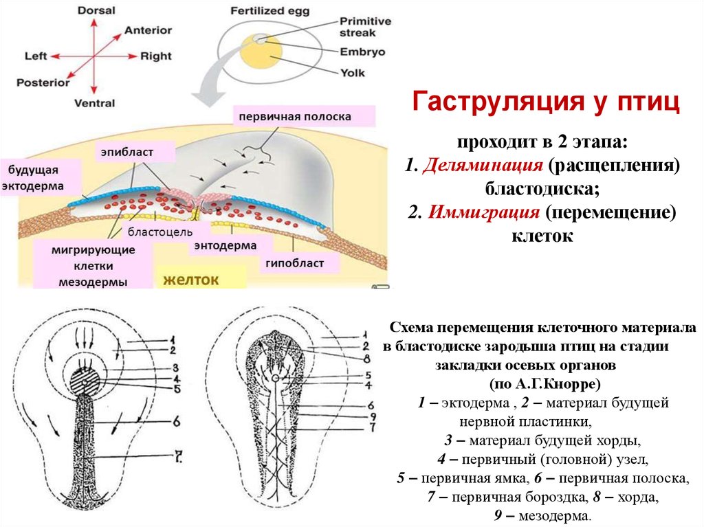 Первичный узелок. Вторая фаза гаструляции у птиц и млекопитающих схема. Тип гаструляции у птиц. Этапы гаструляции птиц. Сущность второй фазы гаструляции у птиц:.