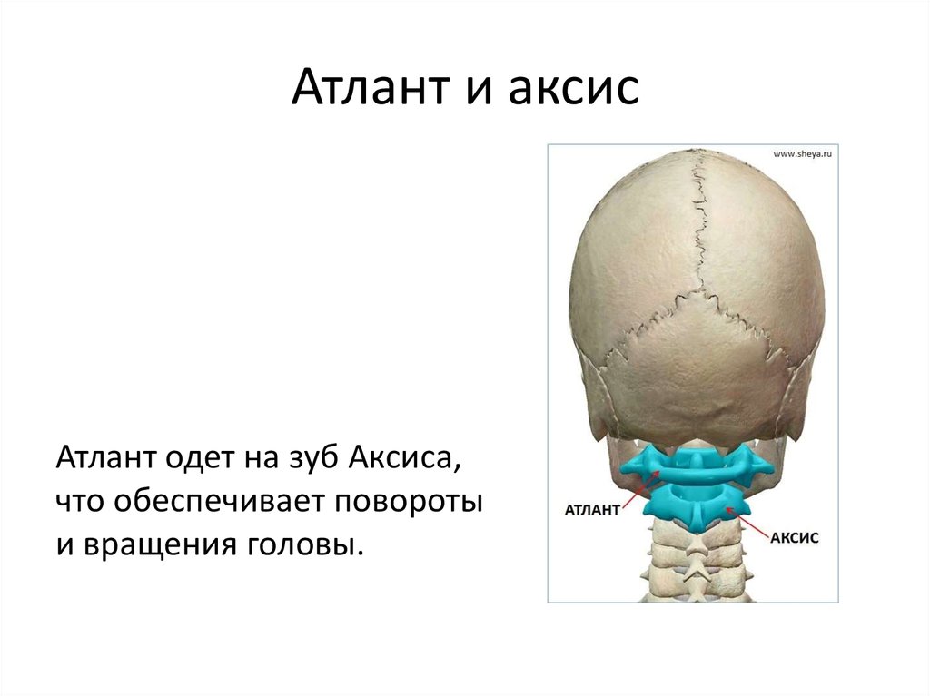 Характеристика атланта. Анатомия Атланта и Аксиса. Атлант и Аксис. Атлант и Аксис позвонки. ATLANT Axis.