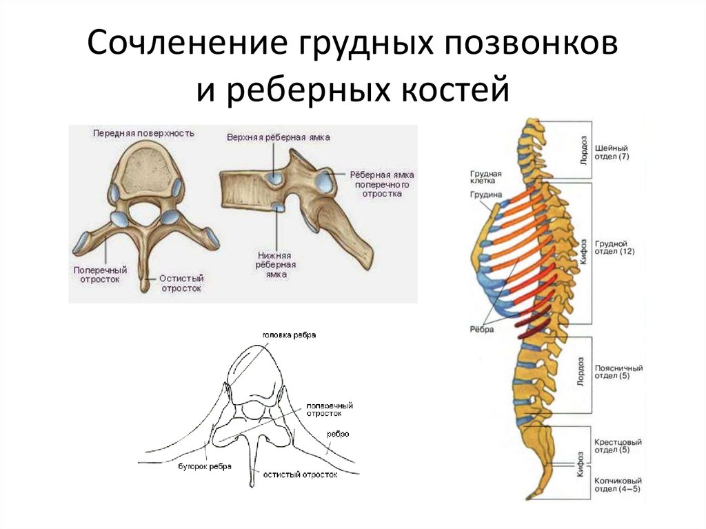Ребро отдел скелета. Строение грудного отдела позвоночника с ребрами. Грудной отдел позвоночника вид спереди. Строение позвонков грудного отдела. Грудной позвонок строение позвонка.