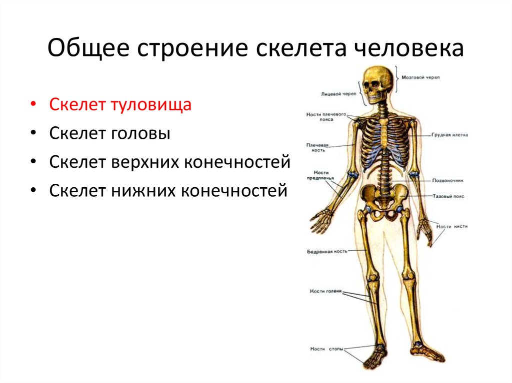 Скелет включает в себя следующие отделы. Туловище отделы скелета кости скелета. Костная система скелет туловища. Кости отдела скелета туловища. Строение человека кости скелета анатомия и физиология.