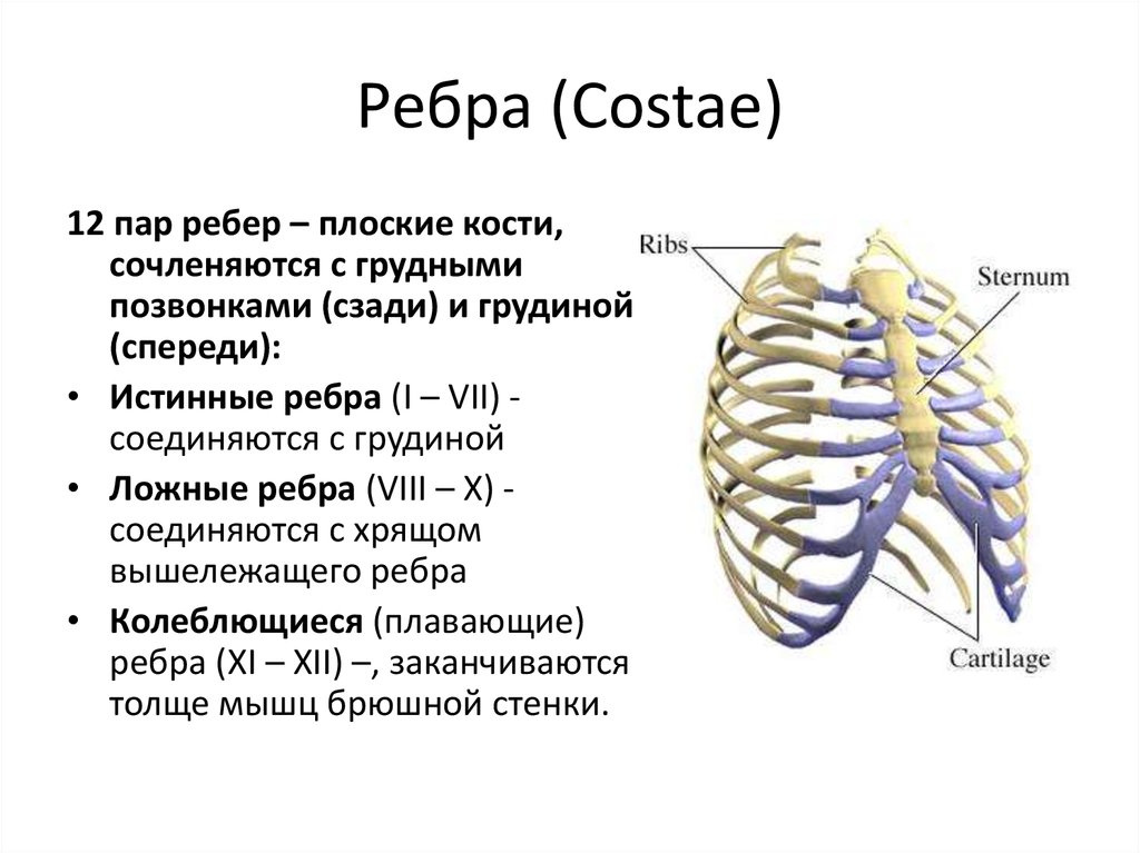 Ребра строение анатомия. Грудная клетка 12 пар ребер. Рёбра человека строение нумерация спереди. Строение ребра анатомия. 1 Ребро анатомия строение.