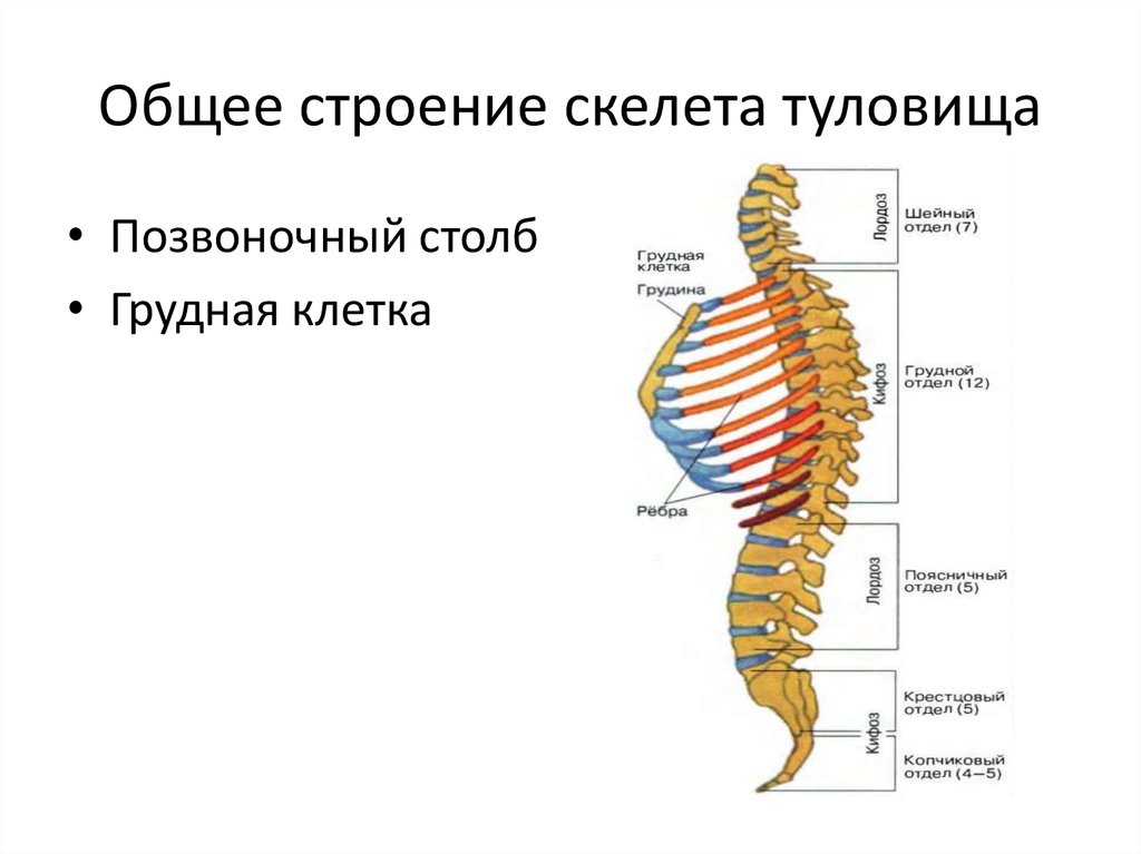 Рассмотрите отделы позвоночника. Скелет туловища.Позвоночный столб строение функции. Строение скелета туловища человека анатомия. Скелет туловища Позвоночный столб грудная клетка анатомия. Скелет туловища человека позвоночник грудная клетка.