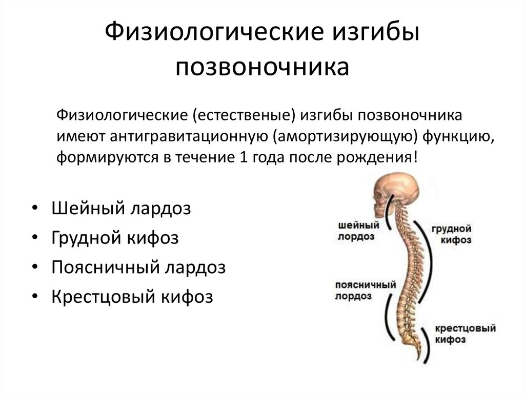 Особенности изгибов