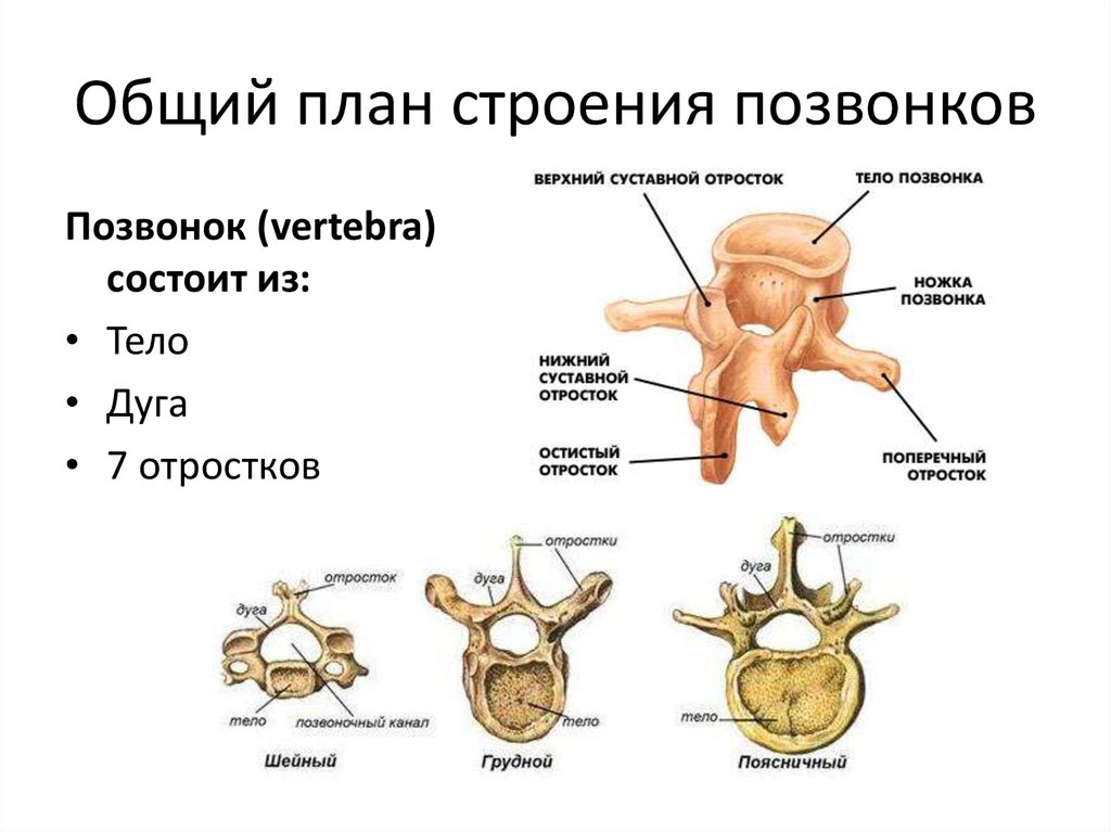 Каждый позвоночник состоит из тела и дуги. Анатомическое строение позвонка. Схема строения позвонка отростки. Строение позвонка отделы человека анатомия. Схема строения позвонка части позвонка.