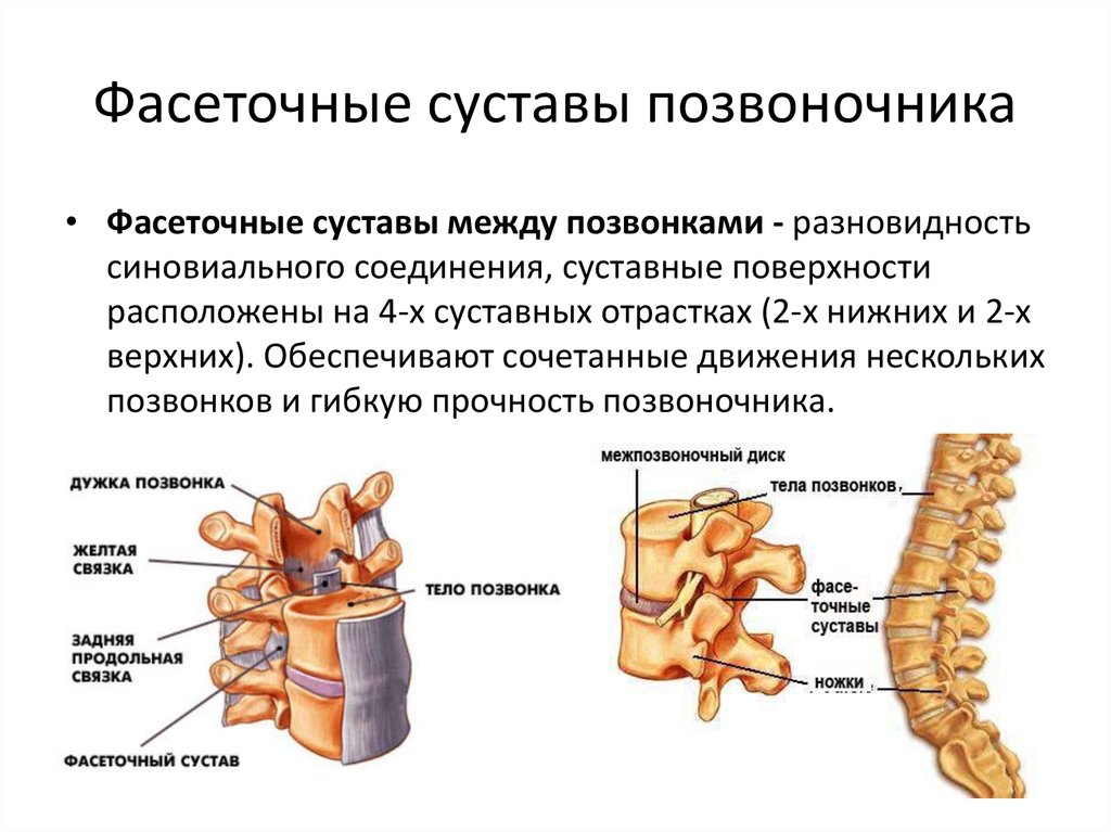 Типы соединения поясничного отдела. Строение фасеточных суставов позвоночника. Соединения позвонков поясничный отдел позвоночника. Фасеточные суставы позвоночника симптомы. Позвоночник строение анатомия поясничного отдела.