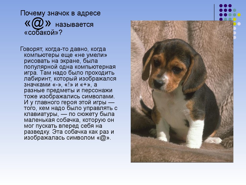 Почему русские собаки. Почему @ называется собака. Сообщение о собачках. Почему @называют собакой. Почему символ @ называют собакой.