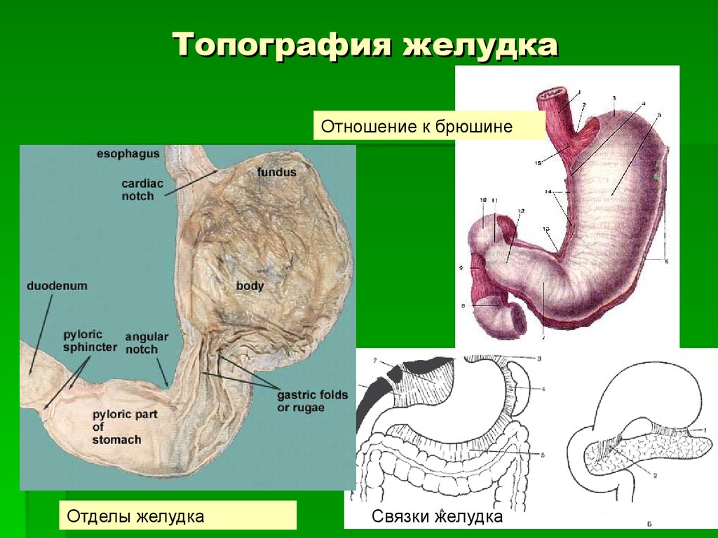 Какие отделы выделяют в желудке. Скелетотопия желудка. Топографическое строение желудка. Желудок топография строение функции. Отделы желудка топографическая анатомия.
