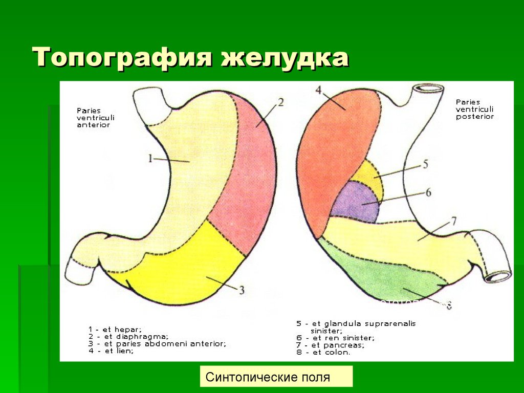 Какие отделы выделяют в желудке. Синтопия желудка топографическая анатомия. Желудок топография строение функции. Малая кривизна желудка топография. Отделы желудка топографическая анатомия.