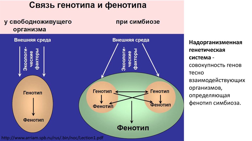 Генетическая система. Надорганизменные системы. Надорганизменные генетические системы. Генотип и внешняя среда.