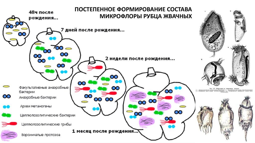 Генетическая система