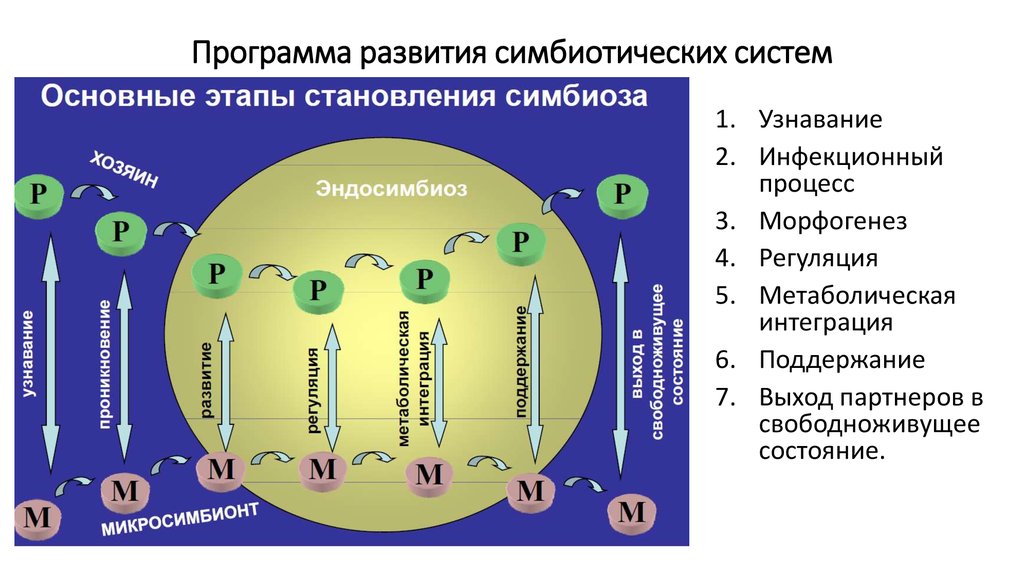 Генетическая система. Надорганизменные структуры. Интеграция метаболических процессов. Этапы формирования симбиоза. Надорганизменные генетические системы.