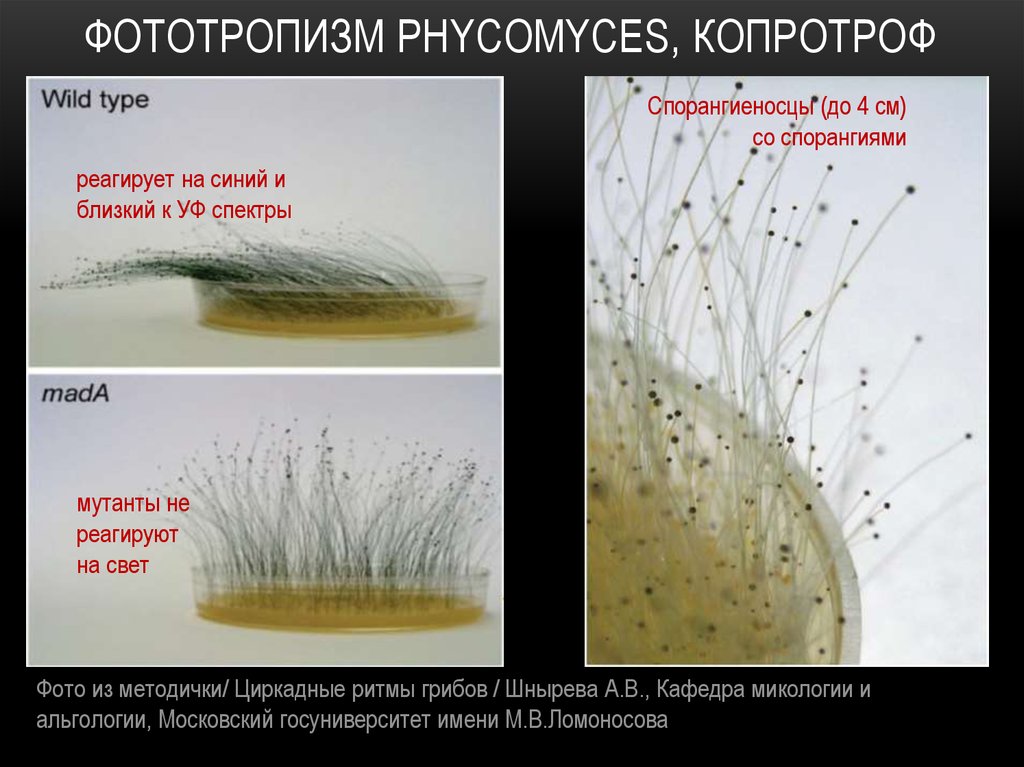 Положительный фототропизм