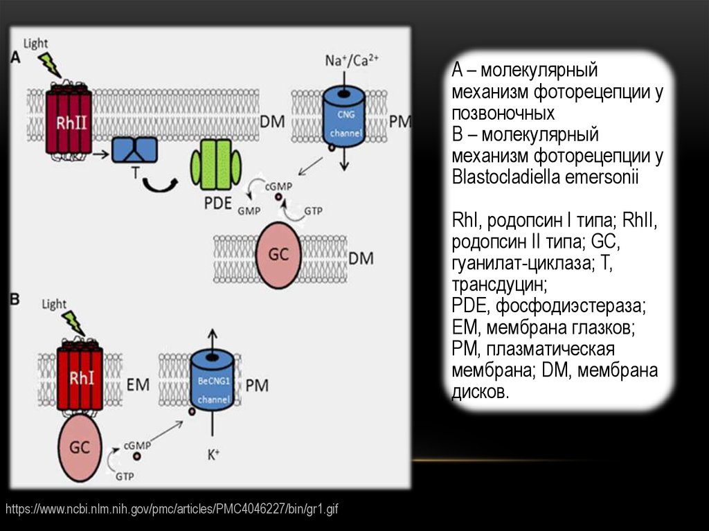 Фоторецепция. Механизм фоторецепции. Механизм фоторецепции физиология. Принцип фоторецепции.
