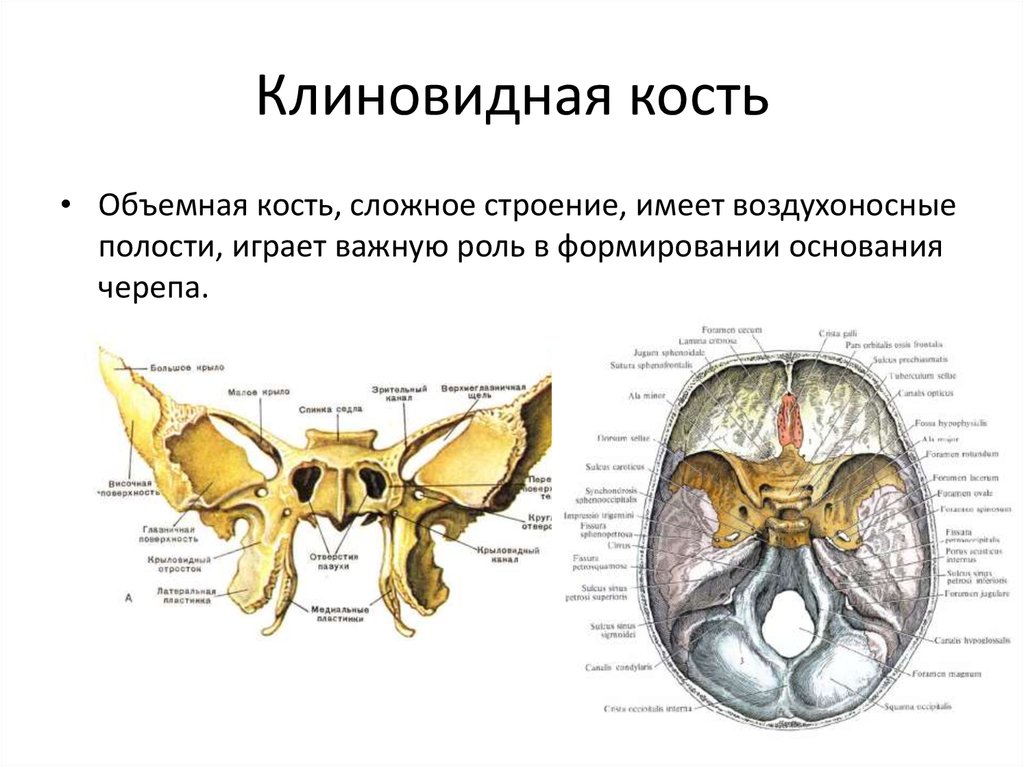 В полости черепа расположен. Круловидныц ороьок клиновижной кости. Клиновидная кость строение. Крыла клиновидной кости. Большое крыло клиновидной кости на черепе.