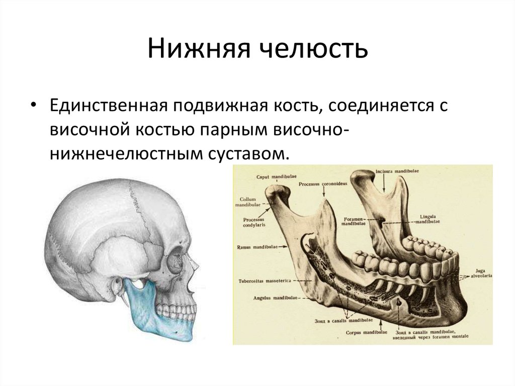 Нижний край нижней челюсти. Нижняя челюсть анатомия строение кости. Кости черепа нижняя челюсть анатомия. Анатомические образования нижней челюсти.